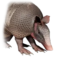 Armadillo | Crimson Desert Wiki
