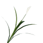 Satintail Root | Crimson Desert Wiki