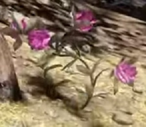 Rhododendron Flower | Fallout 76 Wiki