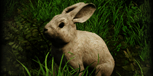 Rabbit | New World Wiki