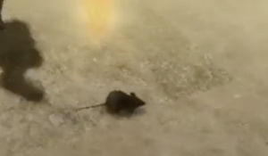 Mouse | Nier Replicant Wiki