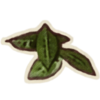 Primrose Leaves Oblivion Remastered Wiki primrose-leaves-oblivion-remastered-wiki