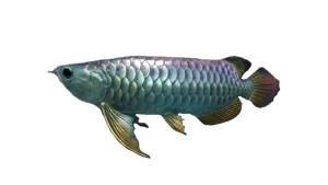 Arowana | Stellar Blade Wiki