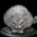 Dark Souls Trophy Guide